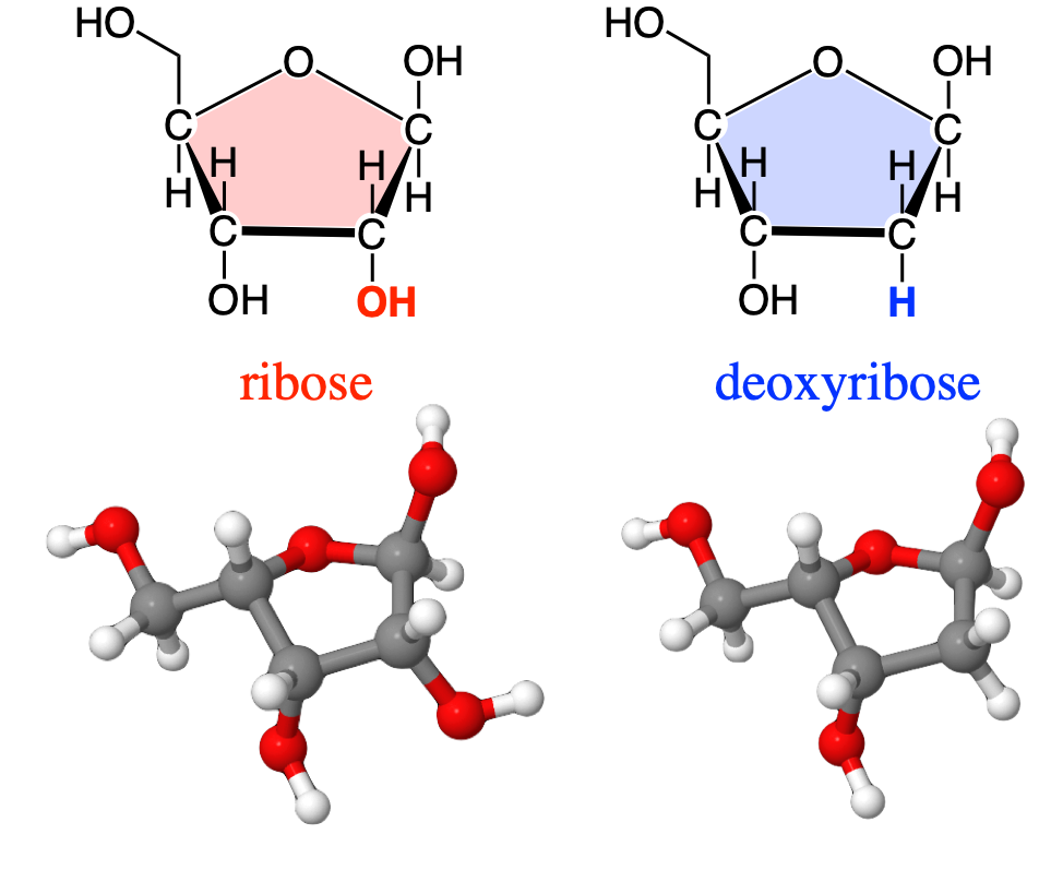 Replacement of a hydroxy group of ribose by hydrogen, effectively removing an oxygen atom or 'deoxy-ing' the ribose, hence the formation of deoxyribose