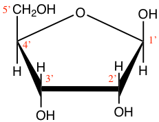 Cyclic structure of beta-D-Ribofuranose (beta-D-ribose) and 2-deoxyribose