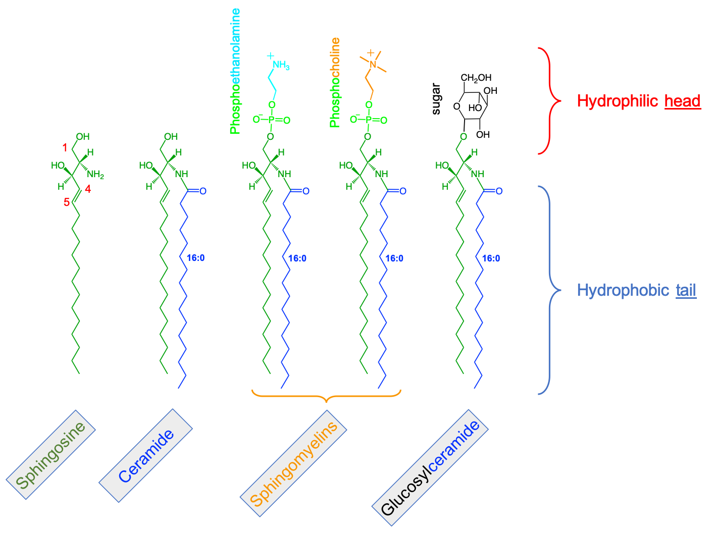 Illustration of sphingolipids and their building blocks. A fatty acid added to sphingosine, forms ceramide. Addition of phosphoethanolamine and phosphocholine polar groups form sphingomyelins, or the addition of sugar(s) form glycosphingolipids (or glucosylceramides)