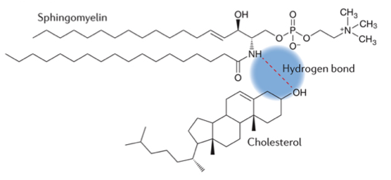 Cholesterol can create hydrogen bond inside the water free membrane which provides additional rigidity to the membrane in lipid rafts [Figure after @Sezgin2017-zw]