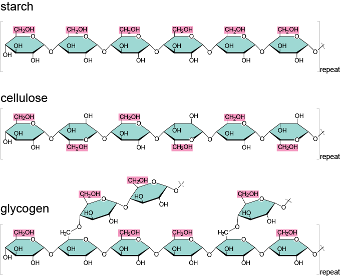 Illustration of the 1-4 links between monomers of alpha-D-glucose for starch, plus 4-6 links to form branches for glycogen, and 1-4 links between monomers of beta-D-glucose for cellulose. Obtained from https://biochemikages005.wordpress.com/2014/02/10/carbohydrates/ 