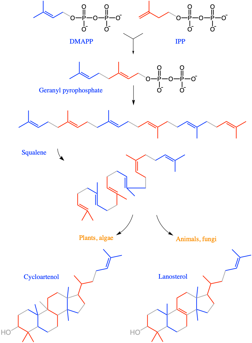 Synthesis of ***lanosterol*** and ***cycloartenol***, the precursors of respectively the zoo- and phytosterols lipids from DiMethylAllyl PyroPhosphate (DMAPP) and its isomer Isopentanyl PyroPhosphate (IPP), geranyl pyrophosphate (GPP), to squalene, before it goes into cyclization to form four fused carbon rings