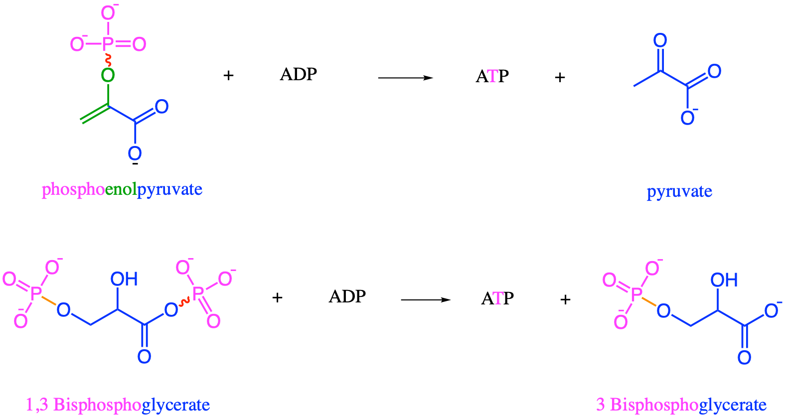 'High energy bonds', represented with the skwigly line, associated with phosphates in ATP, 1,3 Bisphosphoglycerate and phosphoenolpyruvate, molecules of the pay off phases of glycolysis. It is the presence of &pi; double bonds that create an excess of high energy electrons near the phosphate, creating the high energy release after hydrolysis of the phosphate bond, which, combined with the phosphoryl group, allows for substrate level phosphorylation