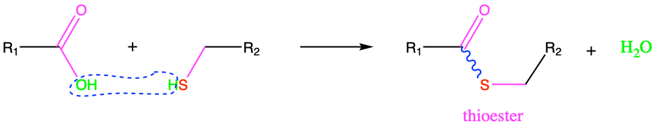 Thioesterification: condensation reaction between a carboxylic acid with a thiol. Notice the skwiggly blue line illustrating an energy bond.