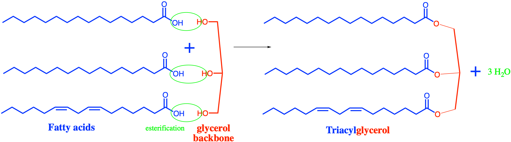 Formation of triacylglycerols by esterification of three fatty acids to a glycerol backbone