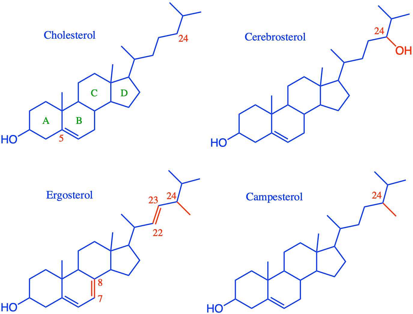 Cholesterol is the most common zoosterol. Cerebrosterol is an oxidated derivative of cholesterols in animals. Ergosterol is the equivalent of cholesterol for fungi and yeast. Campesterol is one of the many plant sterols characterized by additional side chains on the C24. All atoms and bonds differing from the animal cell cholesterol are highlighted in red